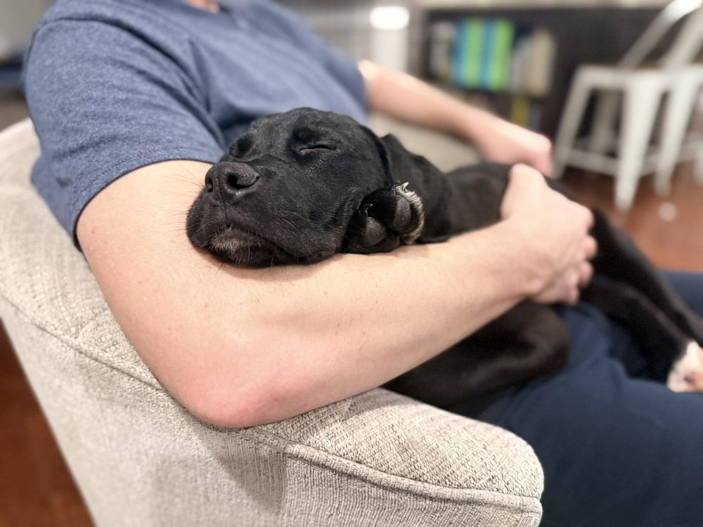 Enlarge Dusty, a Adoptable mixed breed in Willingboro, NJ image 6/6