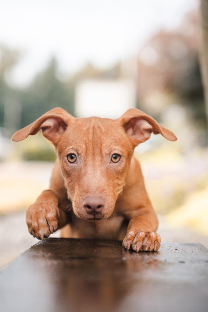 Buttercup, Adoptable, Puppy Male Mixed Breed.