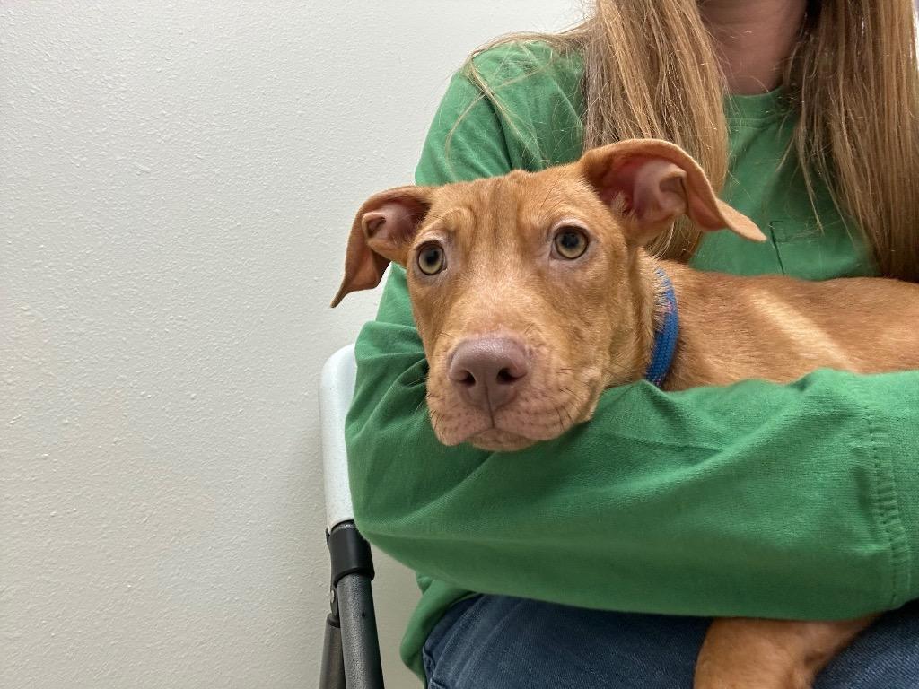Enlarge Buttercup, a Adoptable Mixed Breed in Newberg, OR image 2/3