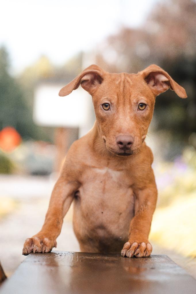 Enlarge Buttercup, a Adoptable Mixed Breed in Newberg, OR image 3/3