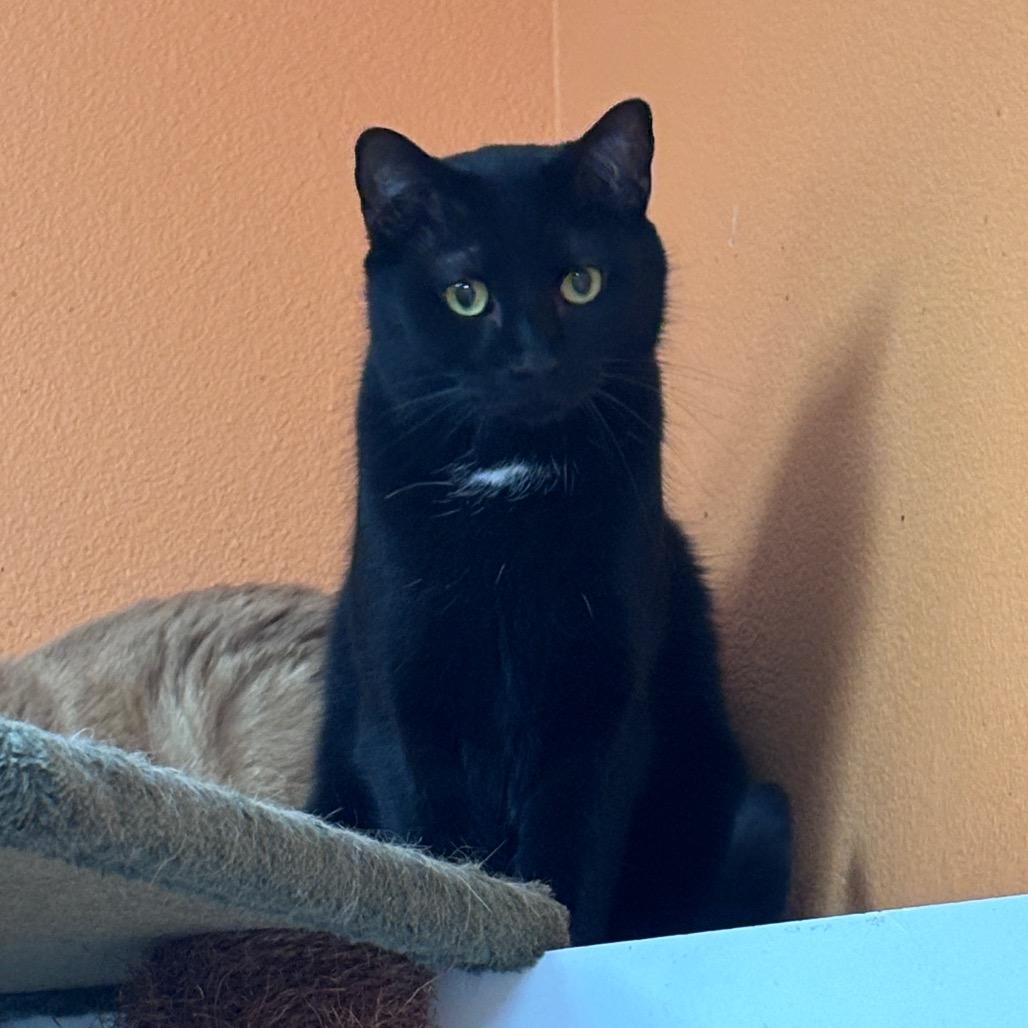 Dawn, Adoptable, Adult Male Domestic Short Hair.