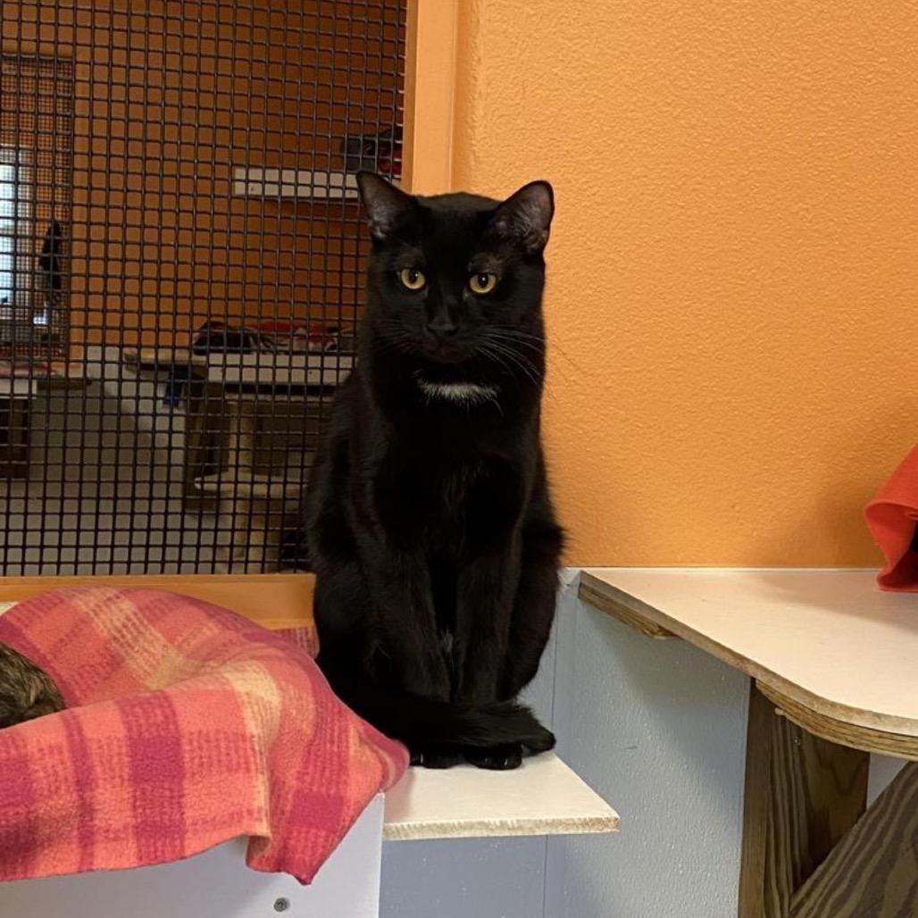 Dawn, Adoptable, Adult Male Domestic Short Hair.