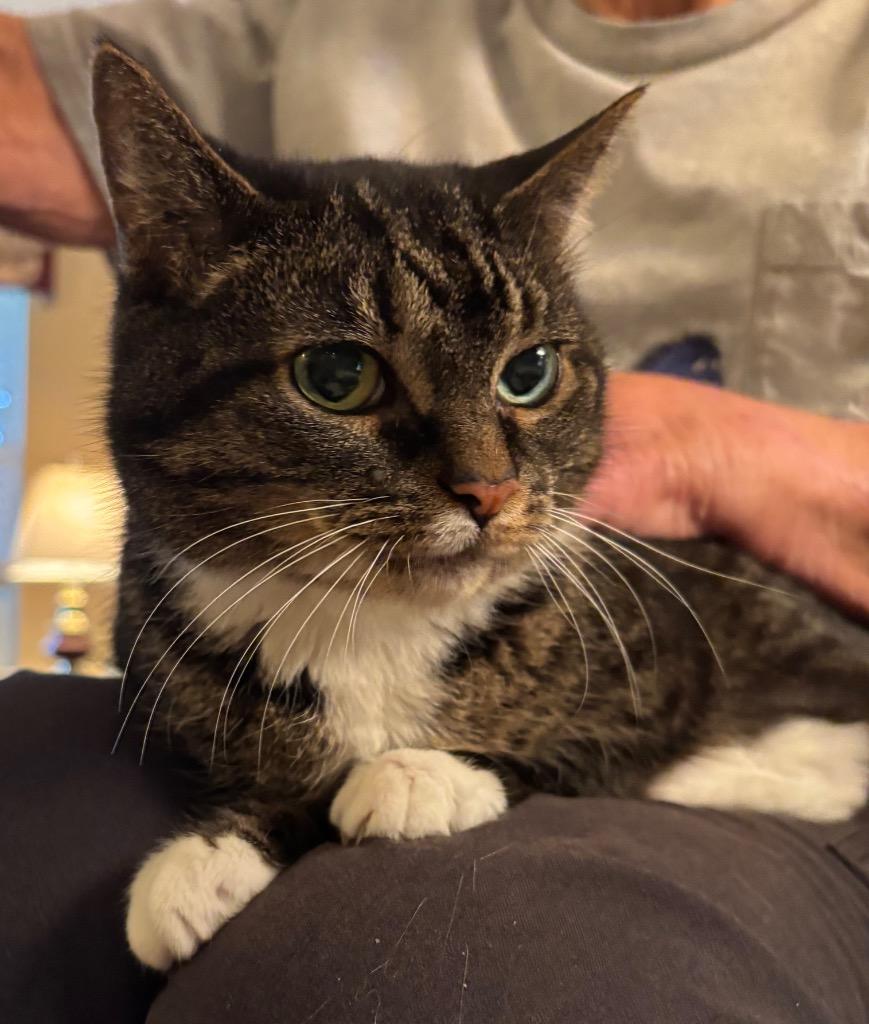 Darling, Adoptable, Senior Female Domestic Short Hair.