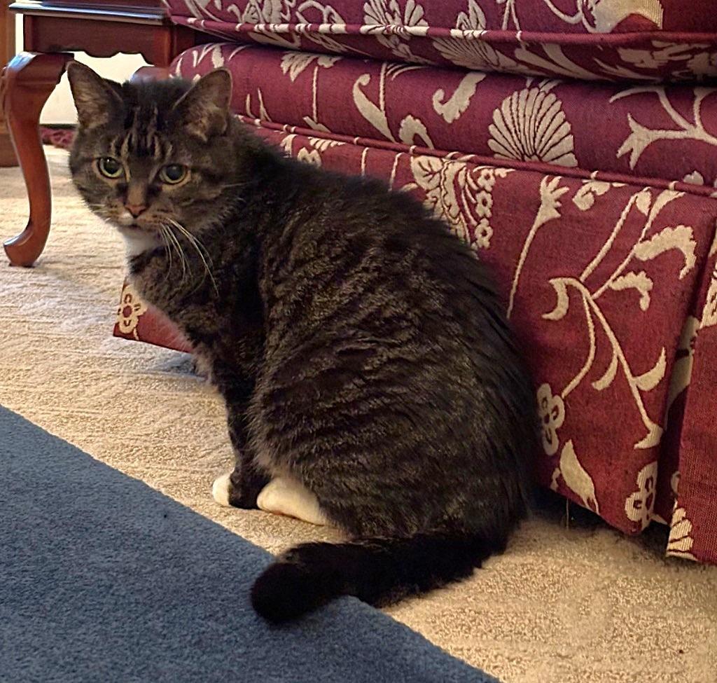 Enlarge Darling, a Adoptable mixed breed in Cincinnati, OH image 2/6