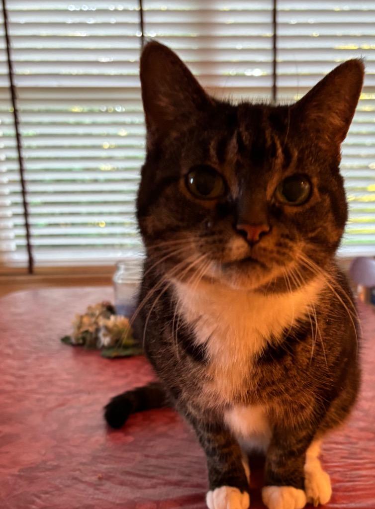 Enlarge Darling, a Adoptable mixed breed in Cincinnati, OH image 3/6