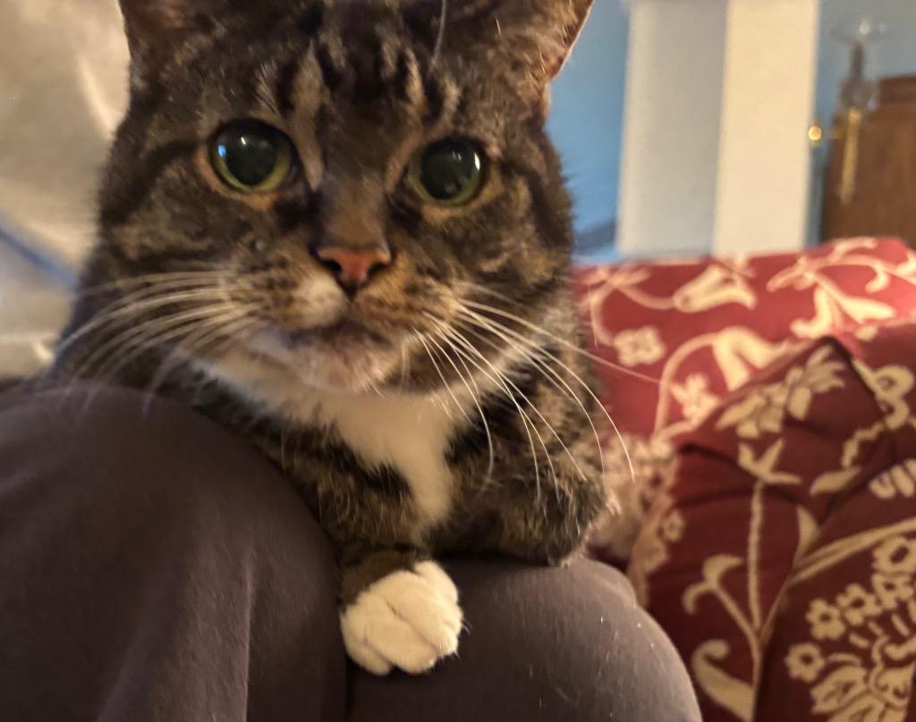 Enlarge Darling, a Adoptable mixed breed in Cincinnati, OH image 4/6