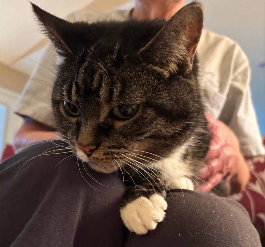 Enlarge Darling, a Adoptable mixed breed in Cincinnati, OH image 5/6