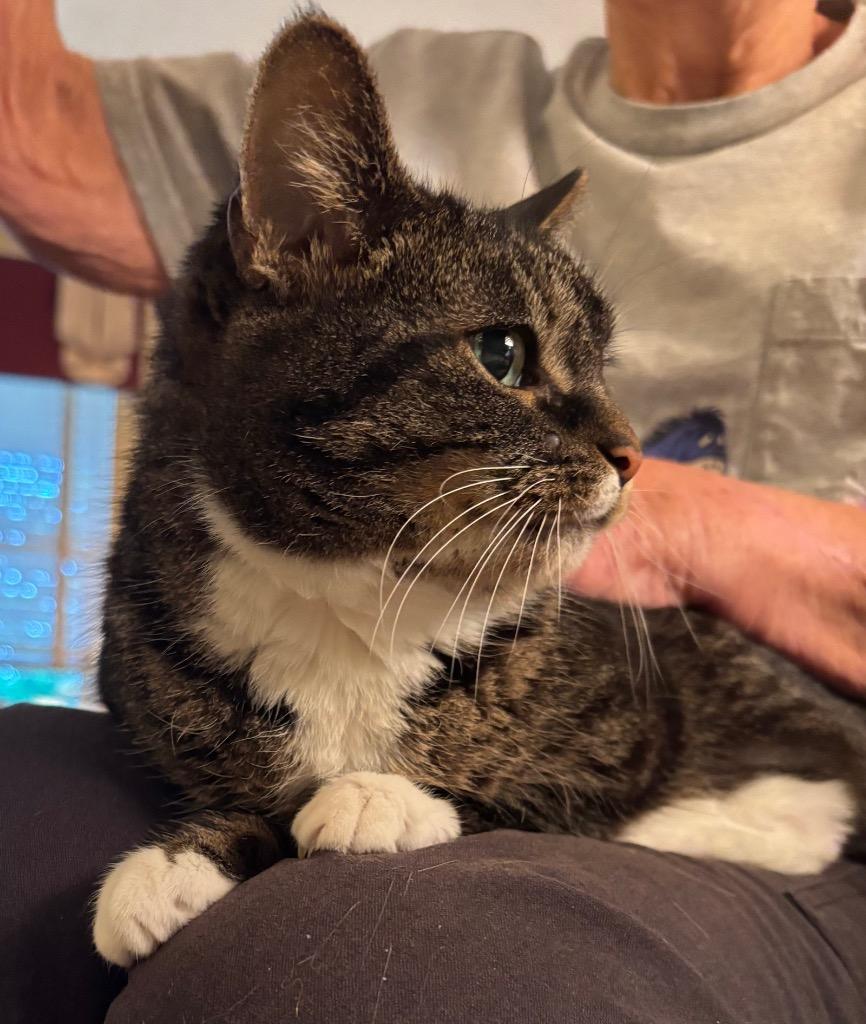 Enlarge Darling, a Adoptable mixed breed in Cincinnati, OH image 6/6