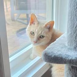 Enlarge Cheeta, a Adoptable Domestic Short Hair in Fort Mill, SC image 2/2