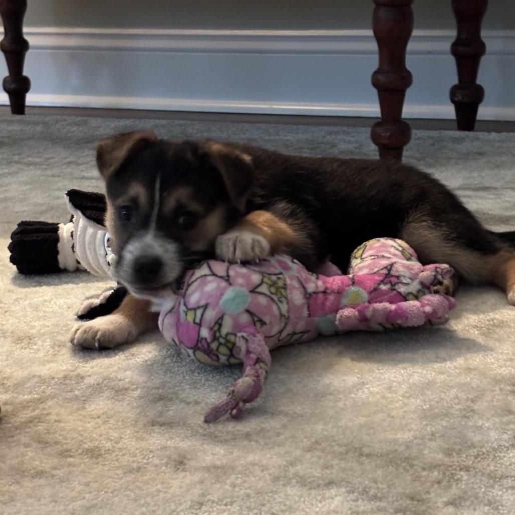 Enlarge Chloe, a Adoptable mixed breed in Raleigh, NC image 1/5