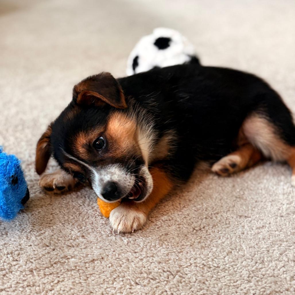 Enlarge Chloe, a Adoptable mixed breed in Raleigh, NC image 2/5