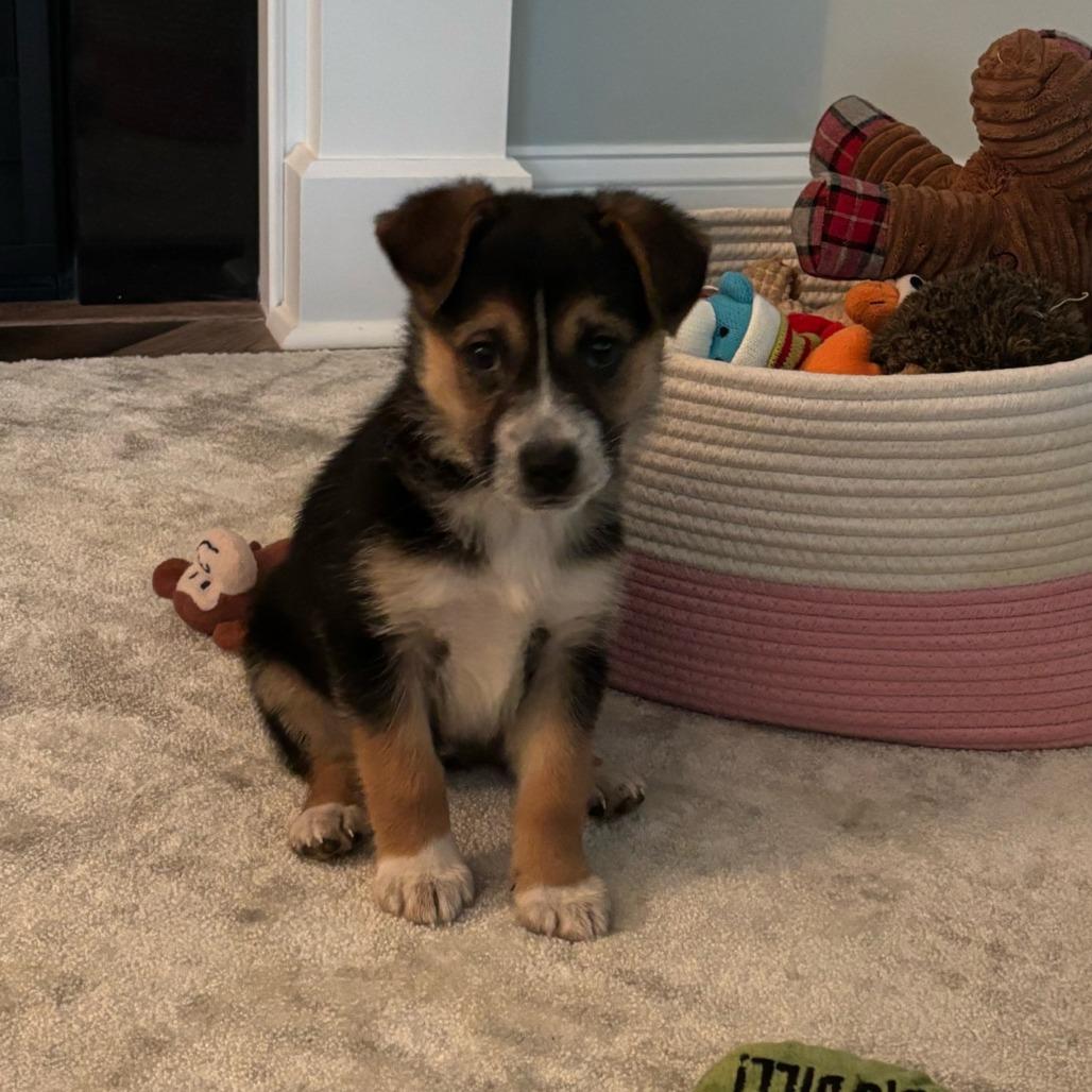 Enlarge Chloe, a Adoptable mixed breed in Raleigh, NC image 3/5