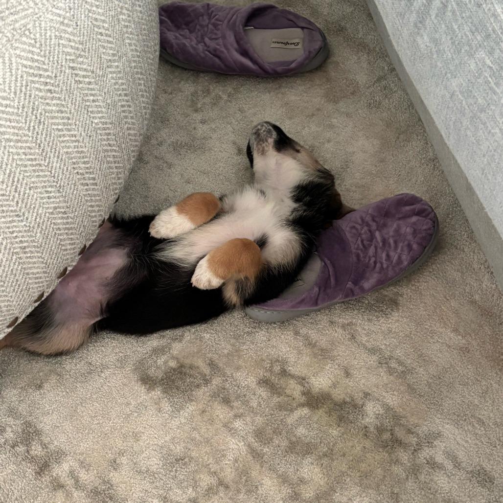 Enlarge Chloe, a Adoptable mixed breed in Raleigh, NC image 4/5