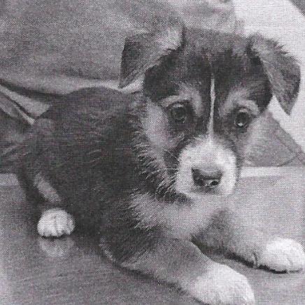 Enlarge Chloe, a Adoptable mixed breed in Raleigh, NC image 5/5