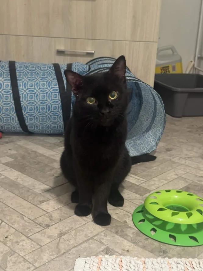 Enlarge Smudge, a Adoptable Domestic Short Hair in Weehawken, NJ image 5/6