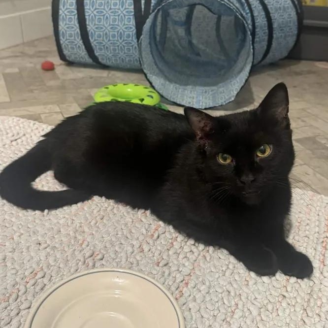 Enlarge Smudge, a Adoptable Domestic Short Hair in Weehawken, NJ image 2/6