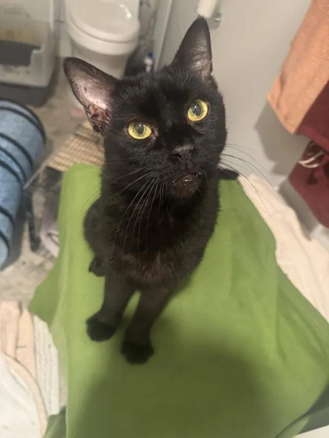 Enlarge Smudge, a Adoptable Domestic Short Hair in Weehawken, NJ image 3/6