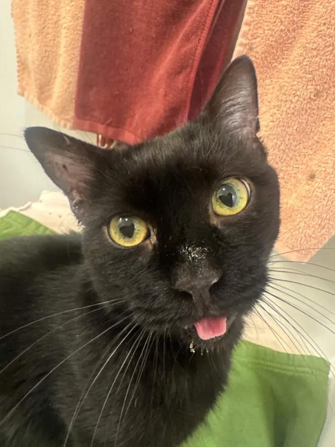 Enlarge Smudge, a Adoptable Domestic Short Hair in Weehawken, NJ image 4/6