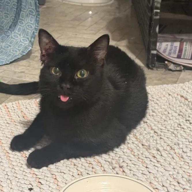 Enlarge Smudge, a Adoptable Domestic Short Hair in Weehawken, NJ image 1/6