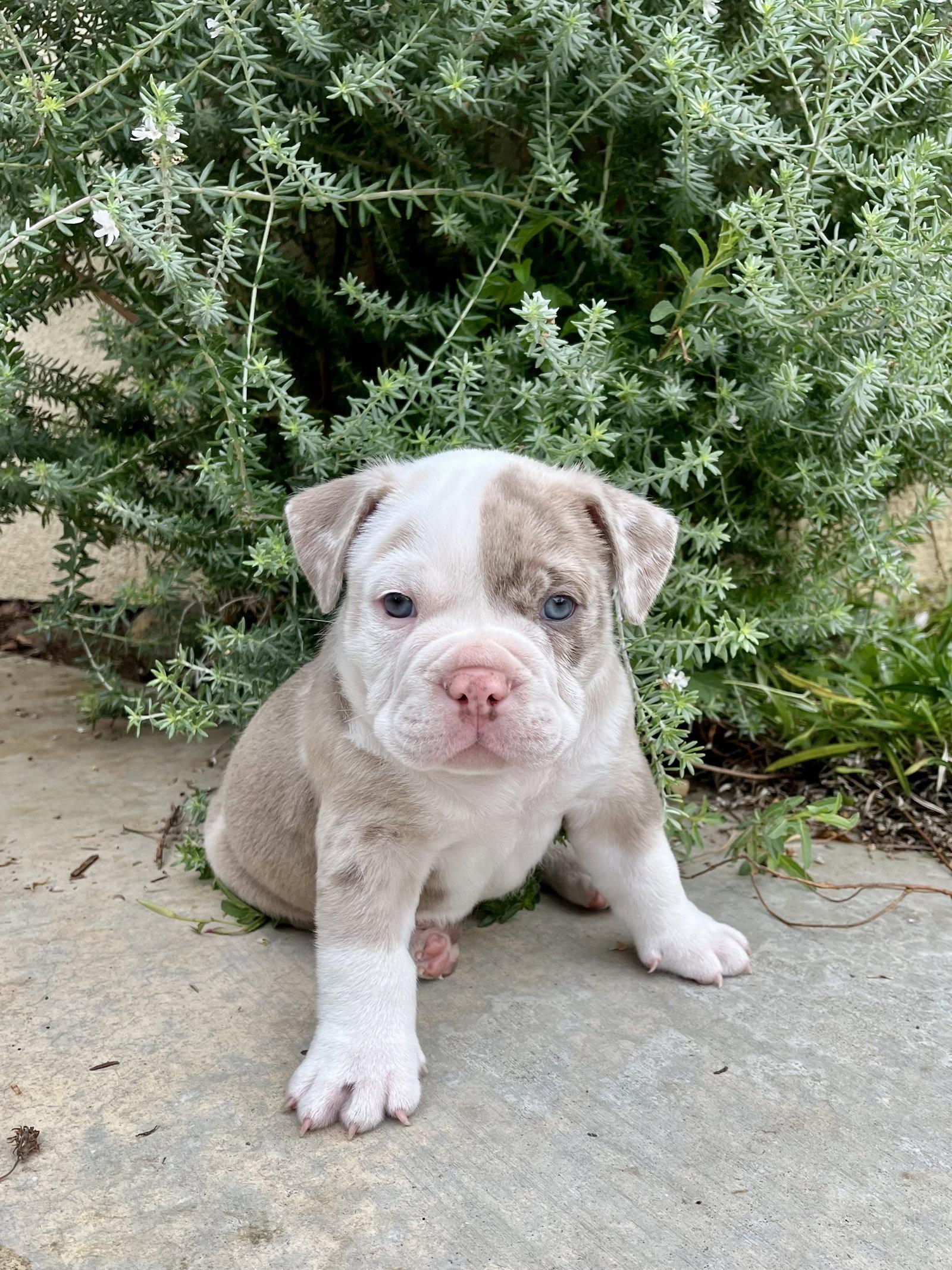 Enlarge Clover, a Adopted mixed breed in Orange, CA image 1/1