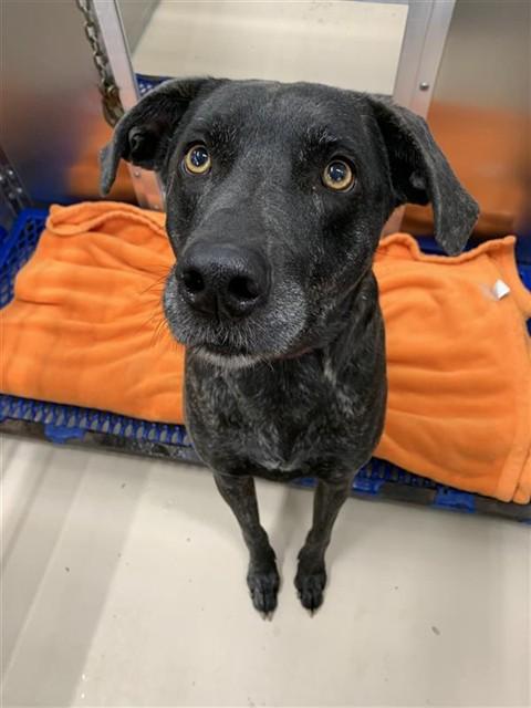 Enlarge MIA, a Adoptable mixed breed in Fairbanks, AK image 1/1