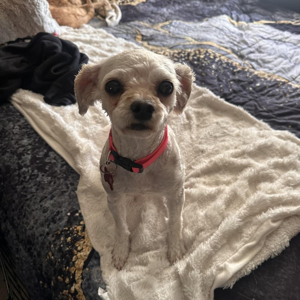 Enlarge SNOWY, a Adoptable mixed breed in Broomfield, CO image 2/2