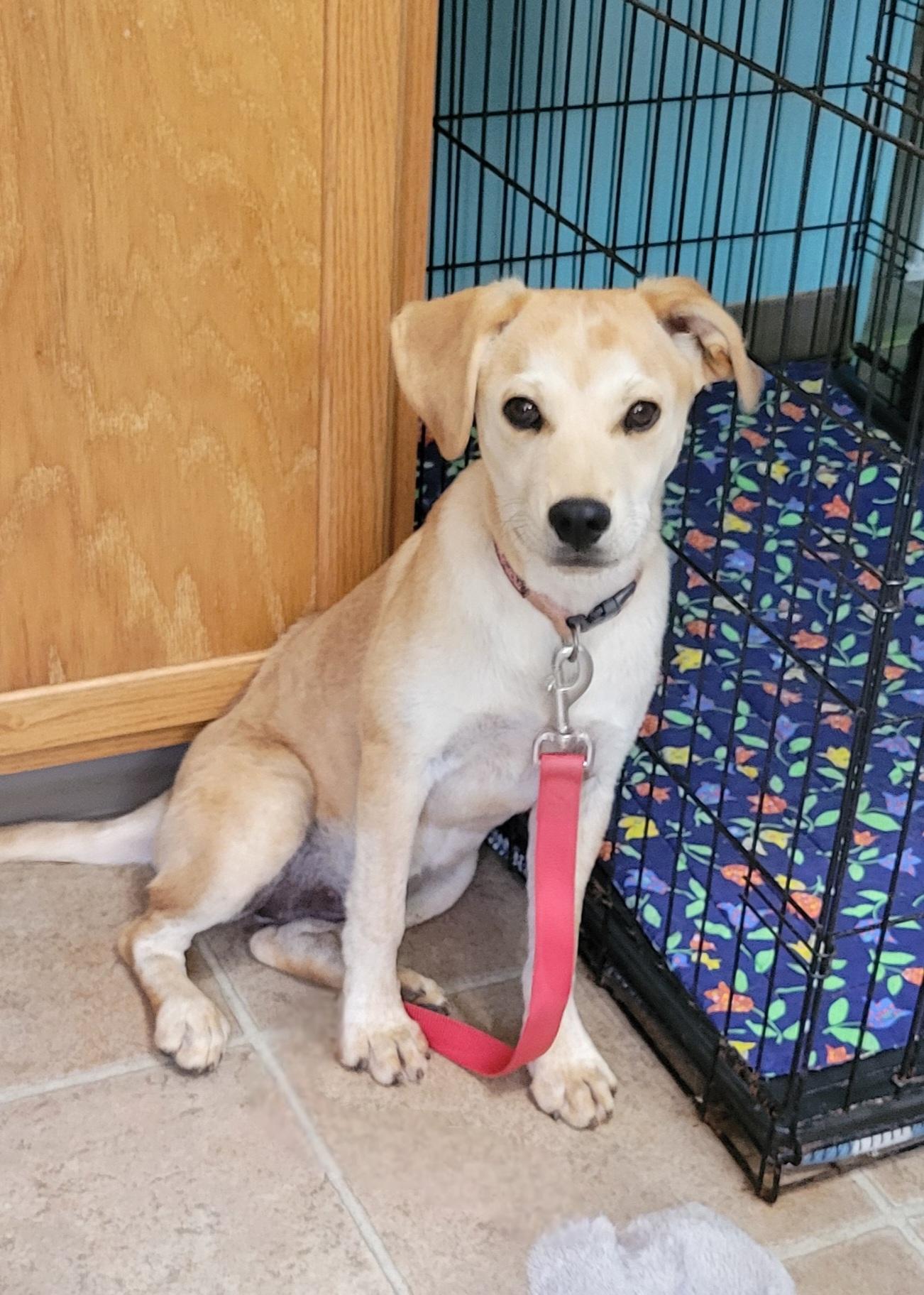 Poppy, Young Female Labrador Retriever