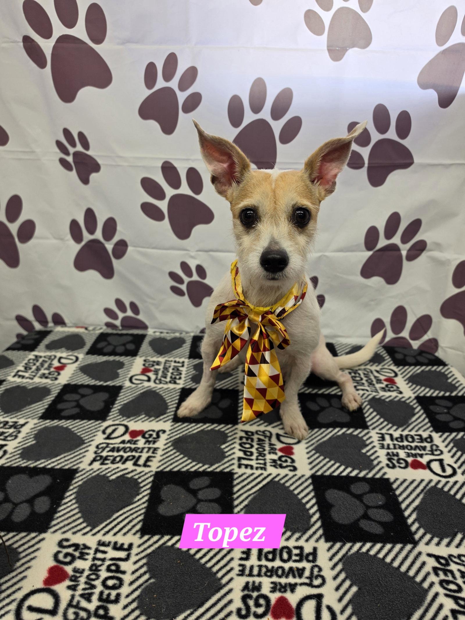 Enlarge Topez, a Adoptable Chihuahua in Metairie, LA image 1/1