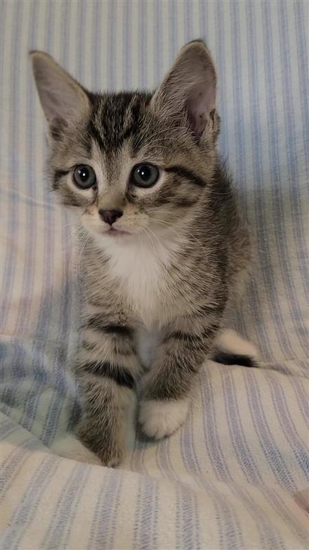 Hazelnut, Adoptable, Kitten Female Domestic Short Hair.