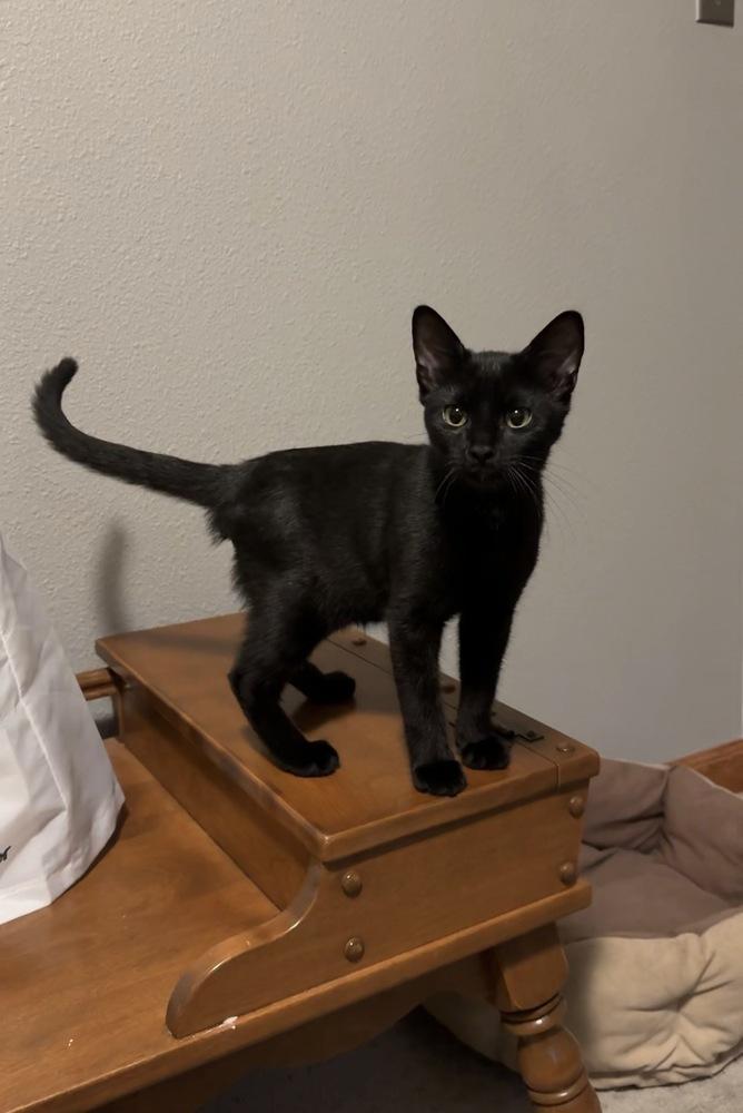 Enlarge Toe Beans, a Adoptable mixed breed in Lafayette, CO image 3/5