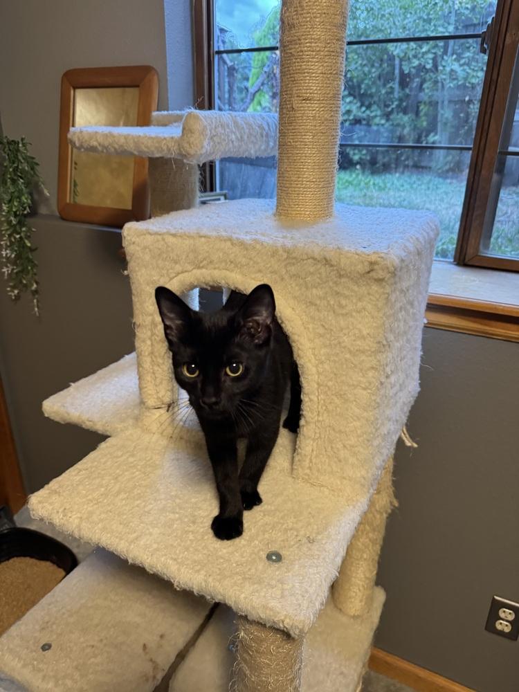 Enlarge Toe Beans, a Adoptable mixed breed in Lafayette, CO image 4/5