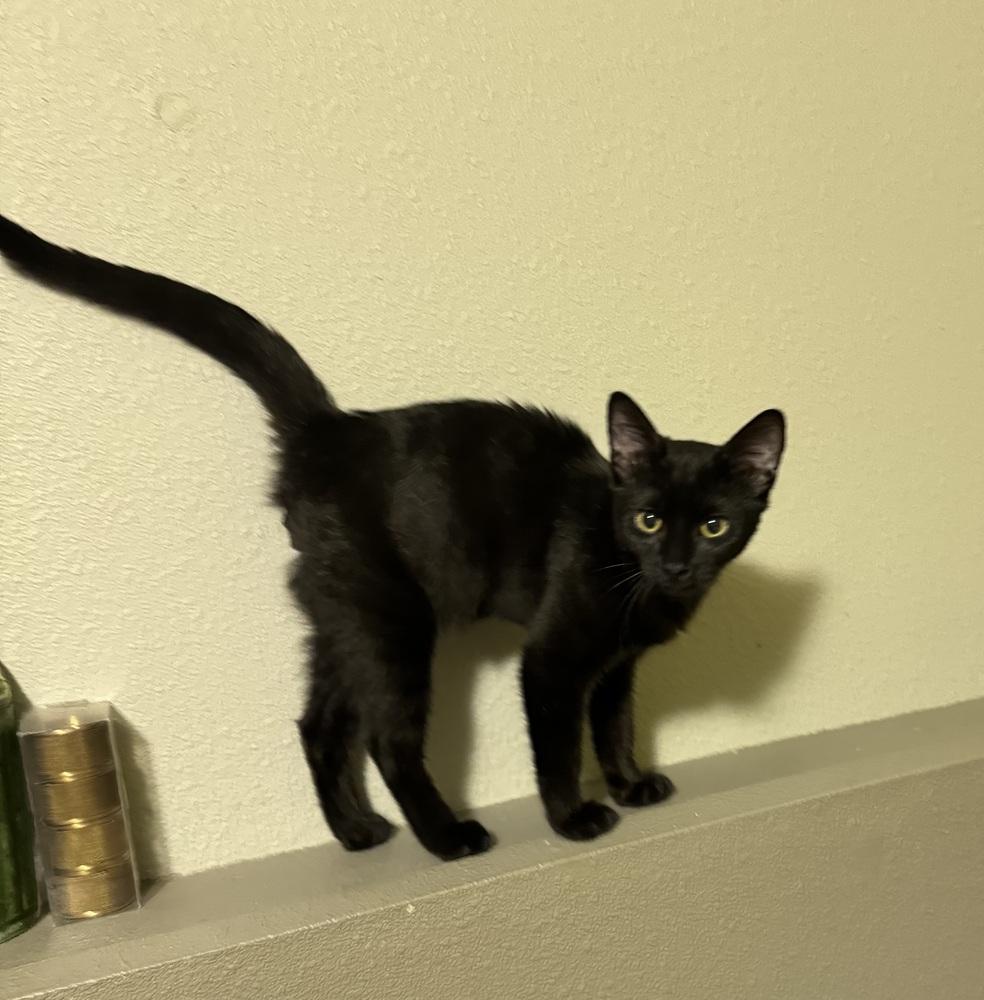 Enlarge Toe Beans, a Adoptable mixed breed in Lafayette, CO image 5/5