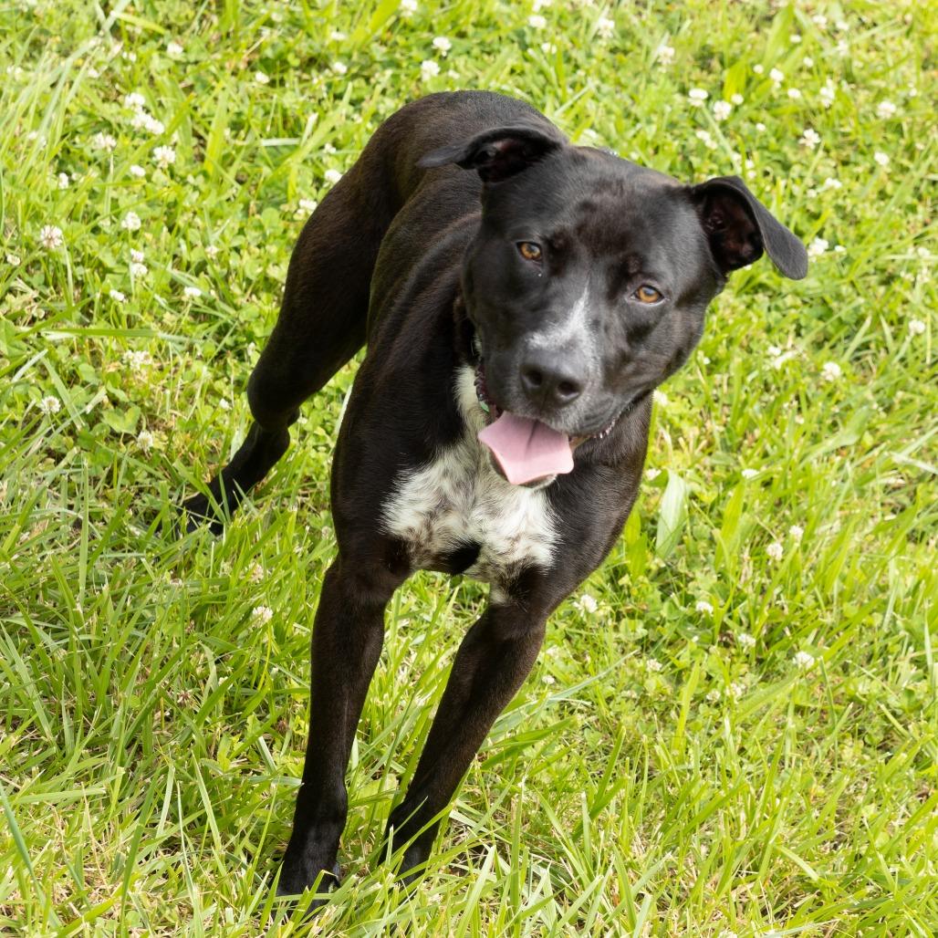 Parker, a Adoptable Mixed Breed in Cape Girardeau, MO image 1/3
