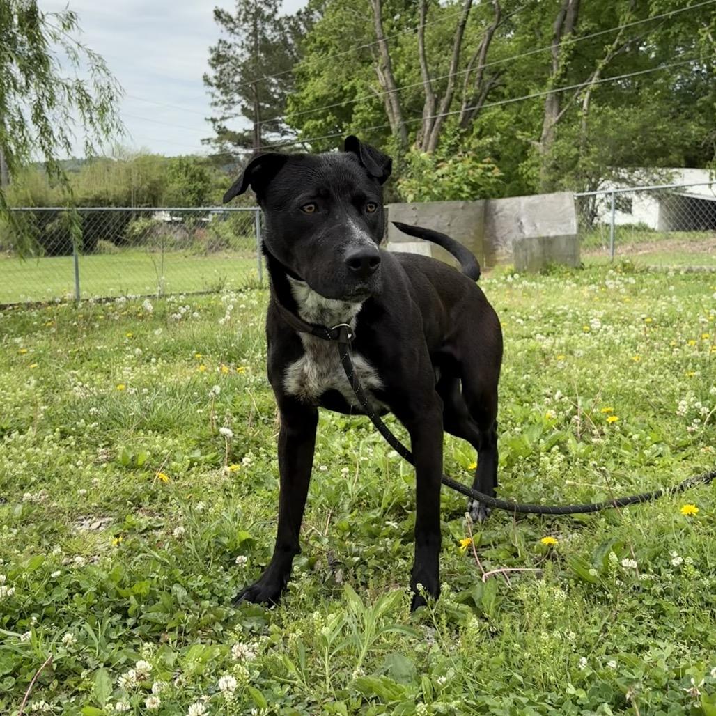 Parker, a Adoptable Mixed Breed in Cape Girardeau, MO image 2/3