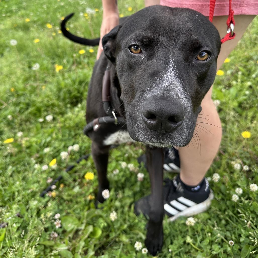 Parker, a Adoptable Mixed Breed in Cape Girardeau, MO image 3/3