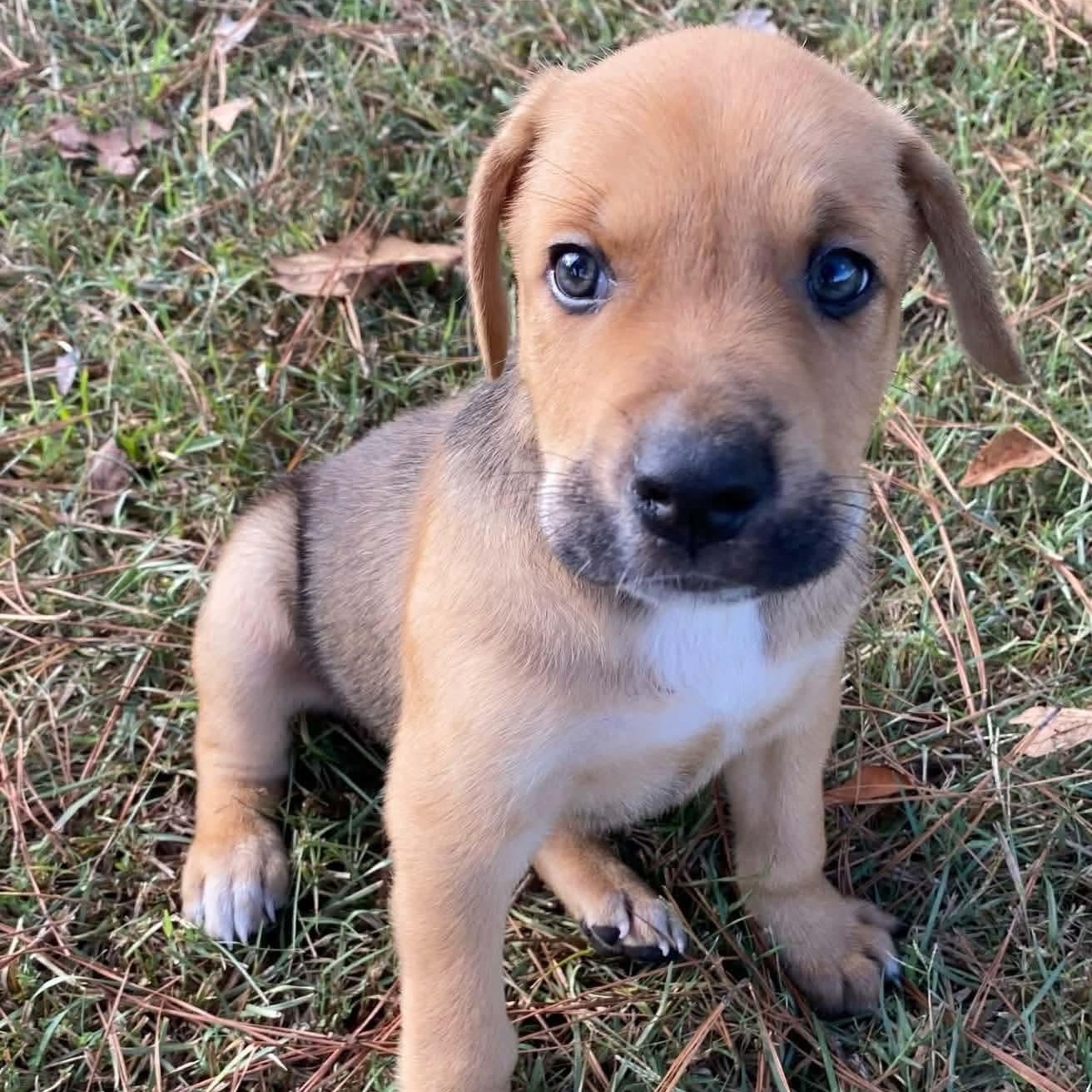 Murphy, Adoptable, Puppy Male Labrador Retriever.