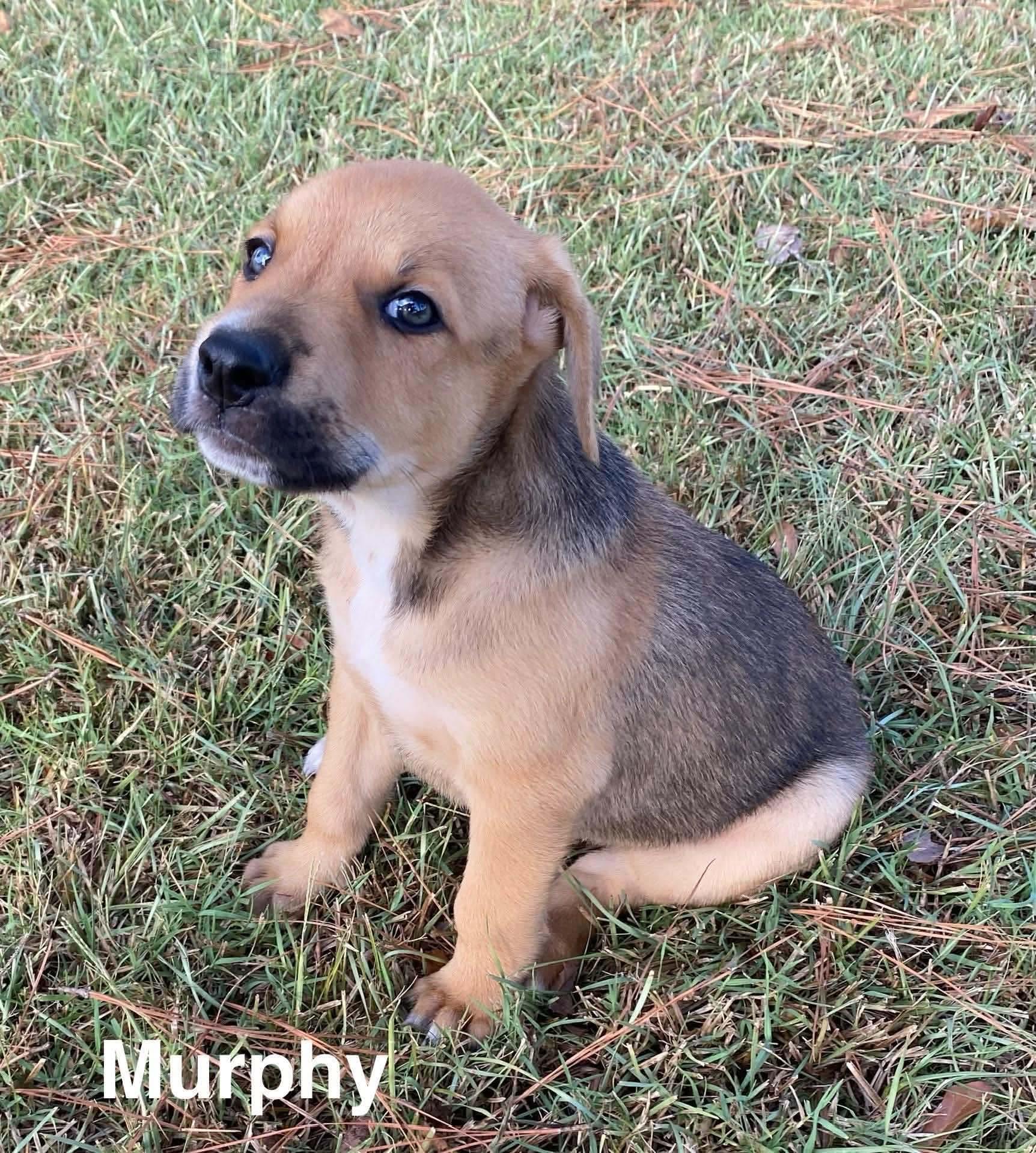 Enlarge Murphy, a Adoptable mixed breed in Smithfield, RI image 2/2