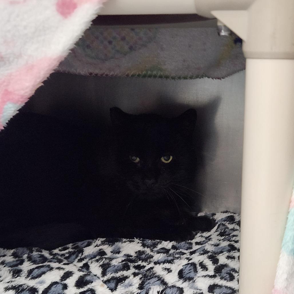 Cole, Adoptable, Adult Male Domestic Short Hair.