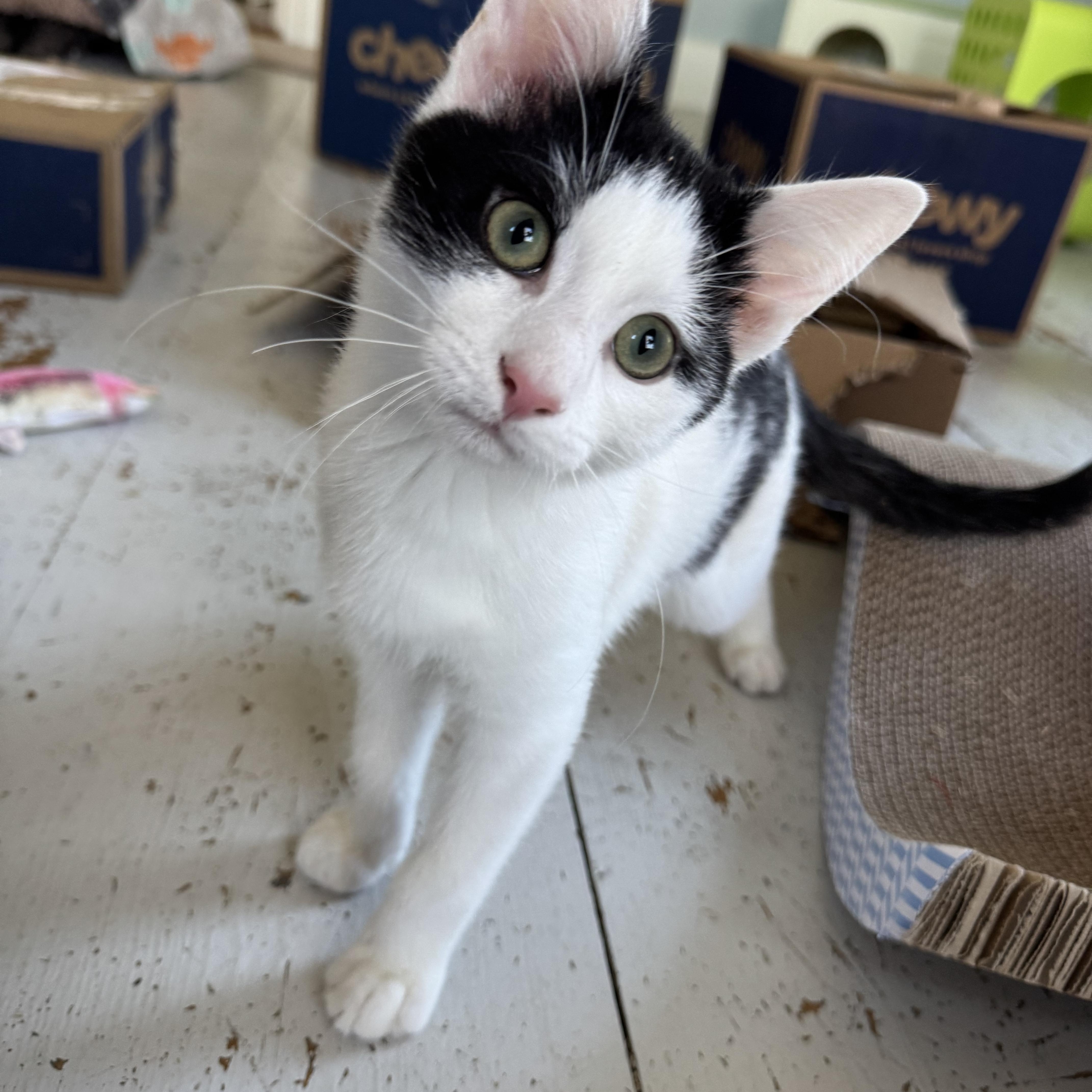 David Alan, Adoptable, Kitten Male Domestic Short Hair.