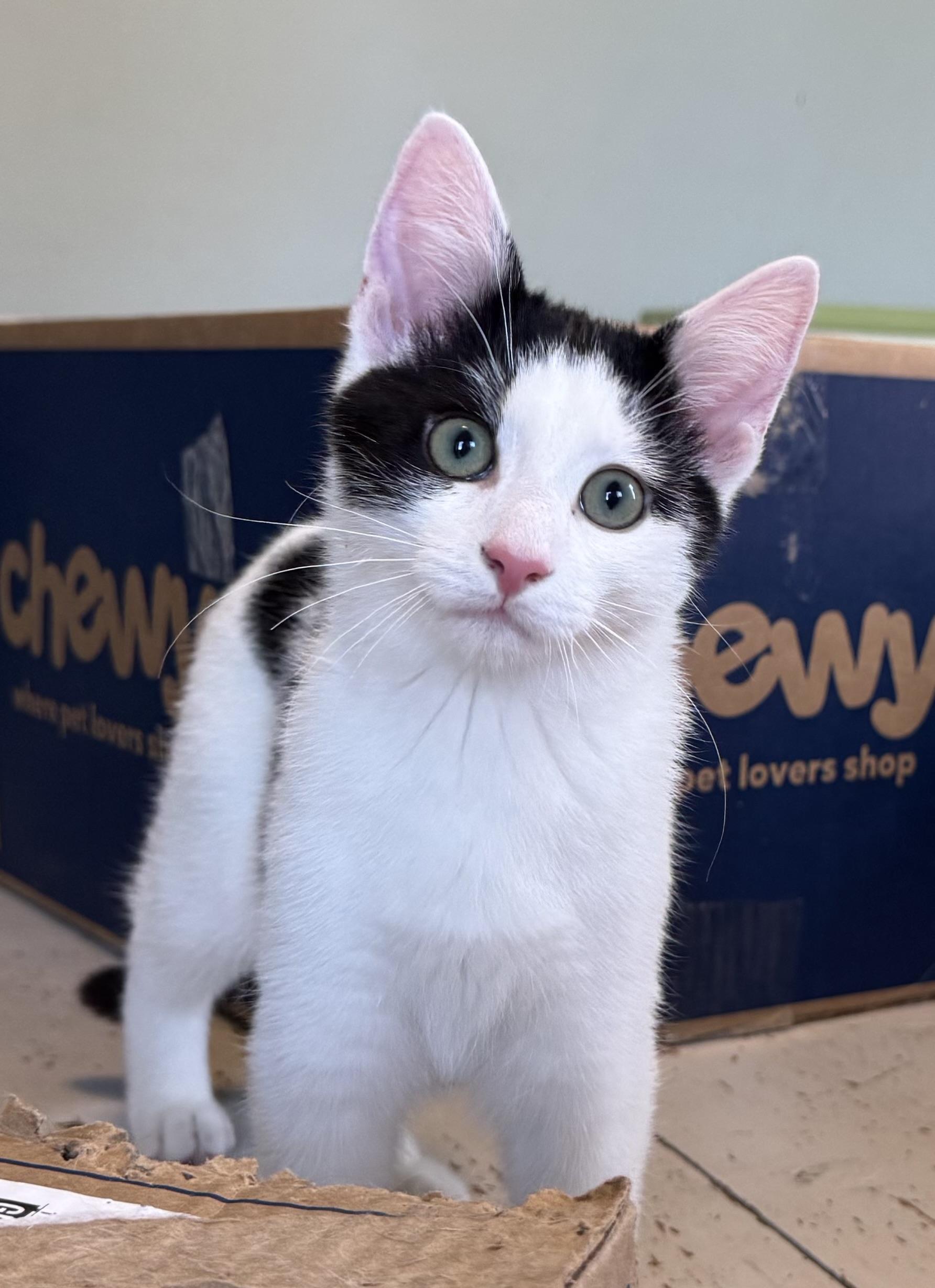 Enlarge David Alan, a Adoptable Domestic Short Hair in Uxbridge, MA image 2/4