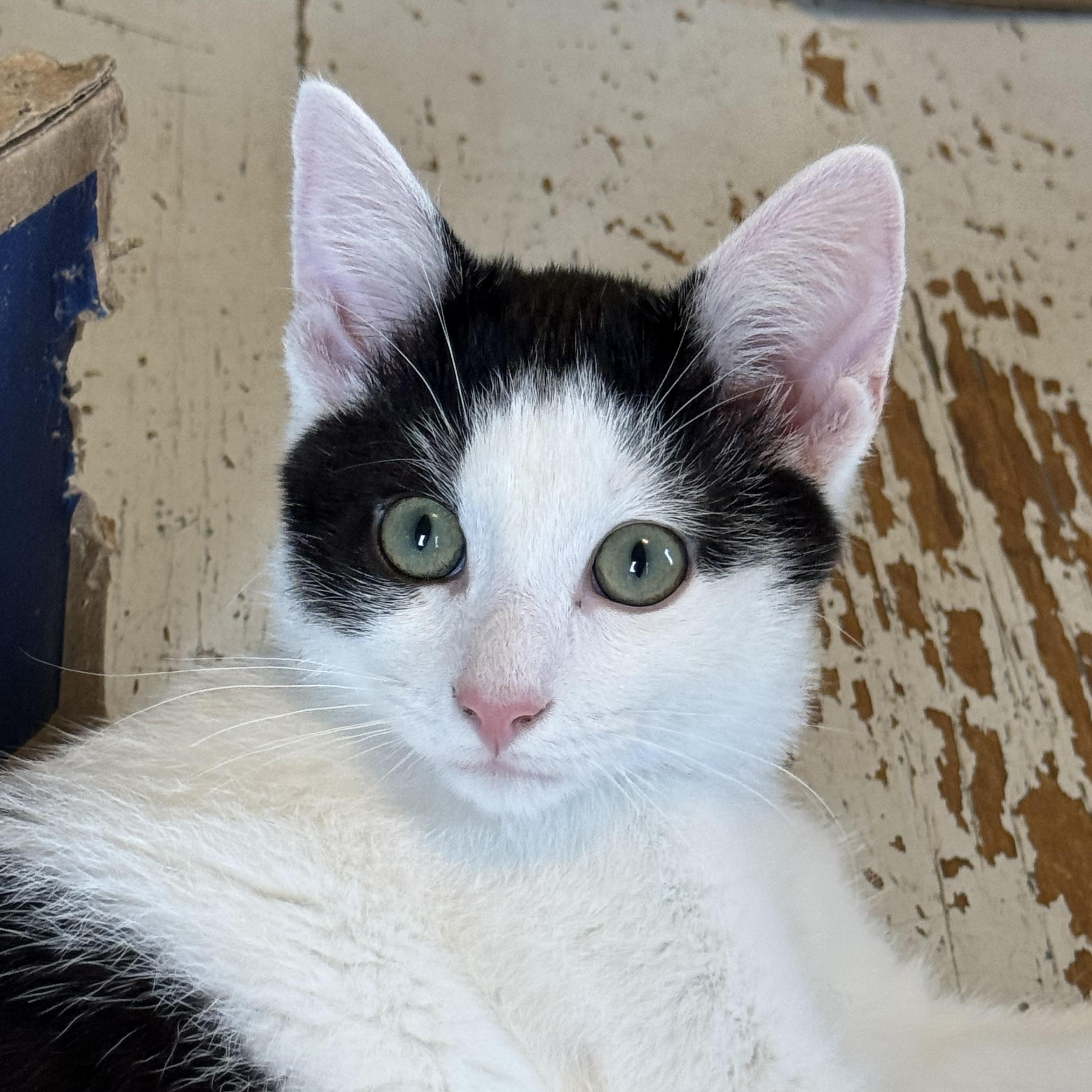 Enlarge David Alan, a Adoptable Domestic Short Hair in Uxbridge, MA image 3/4