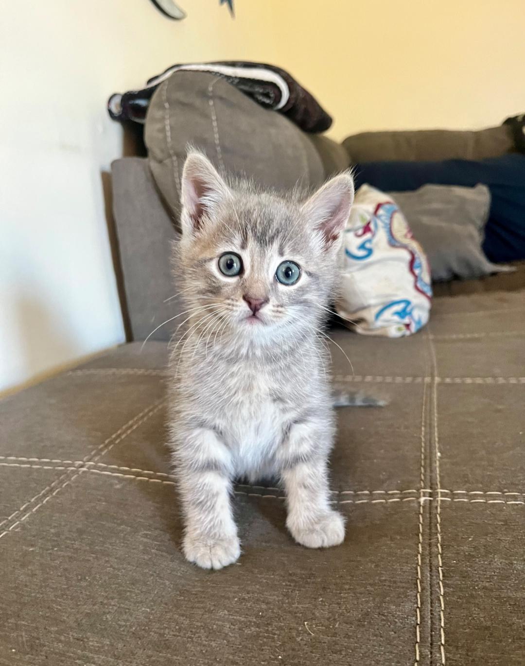 Tater, Adoptable, Kitten Male Ocicat & Tabby.