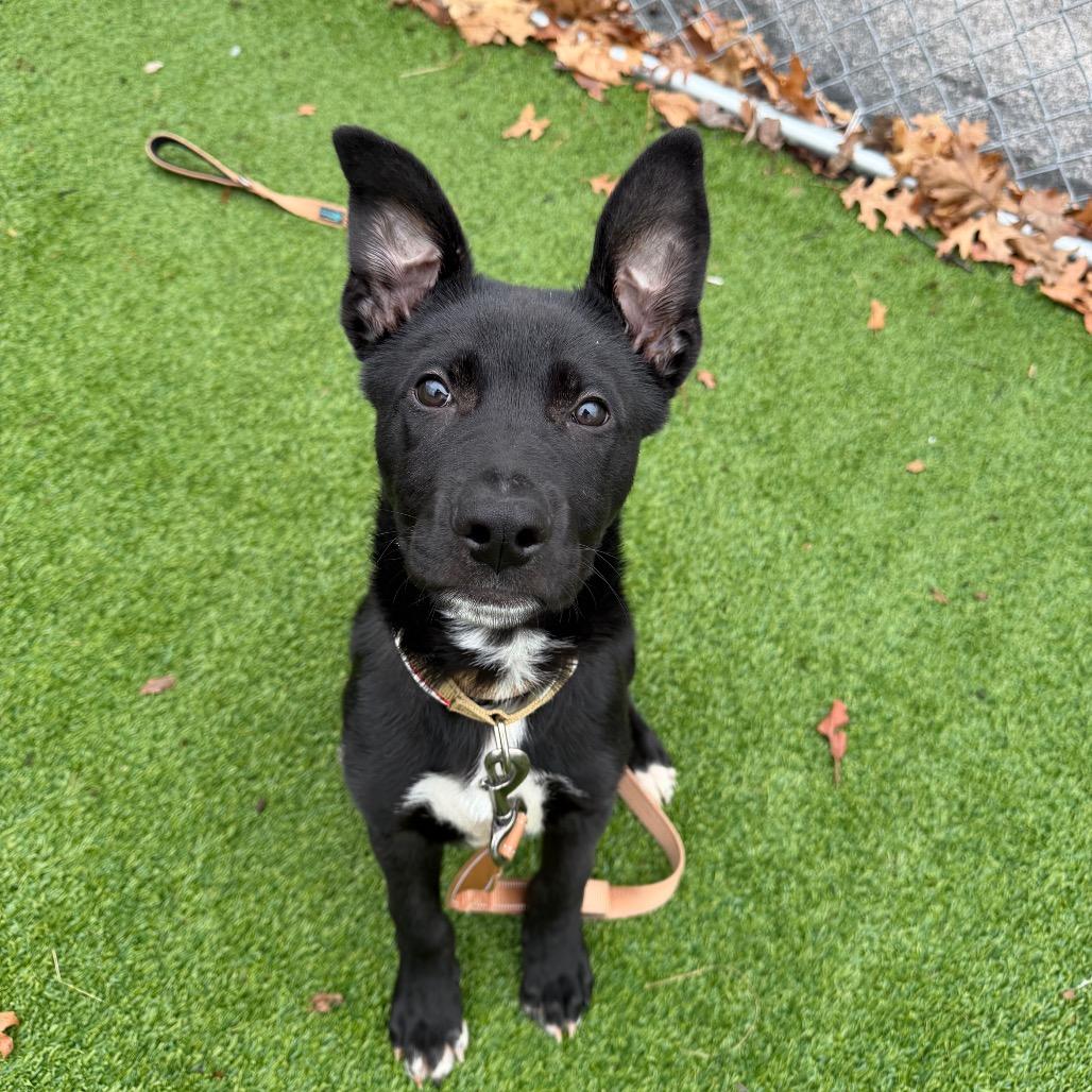 Enlarge Kane, a Adoptable mixed breed in Warwick, RI image 2/3