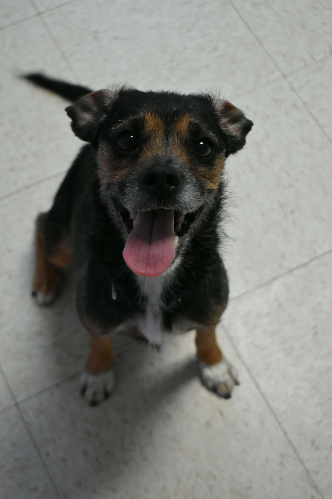 Enlarge Peaches, a ADOPTABLE mixed breed in Altoona, PA image 1/1