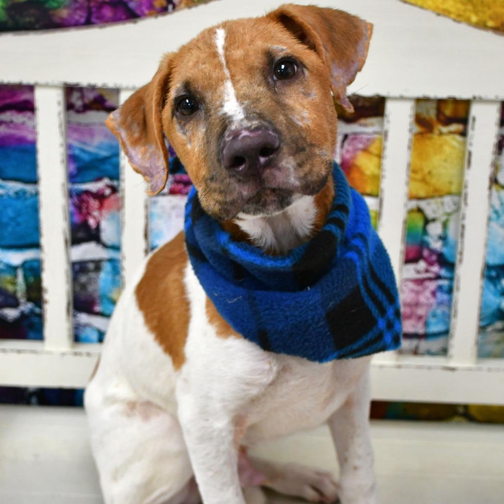 Enlarge Preston, a Adoptable mixed breed in Beaumont, TX image 1/2