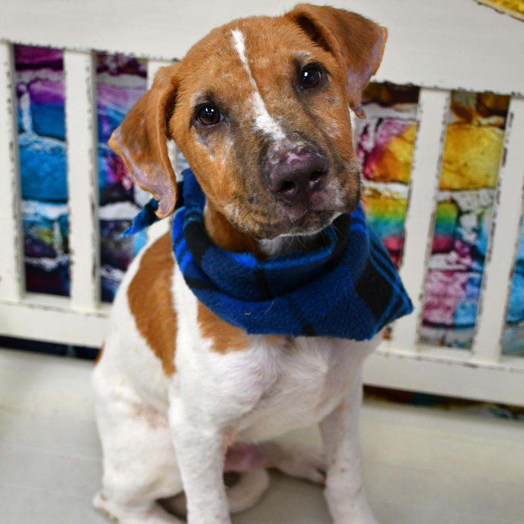 Enlarge Preston, a Adoptable mixed breed in Beaumont, TX image 2/2