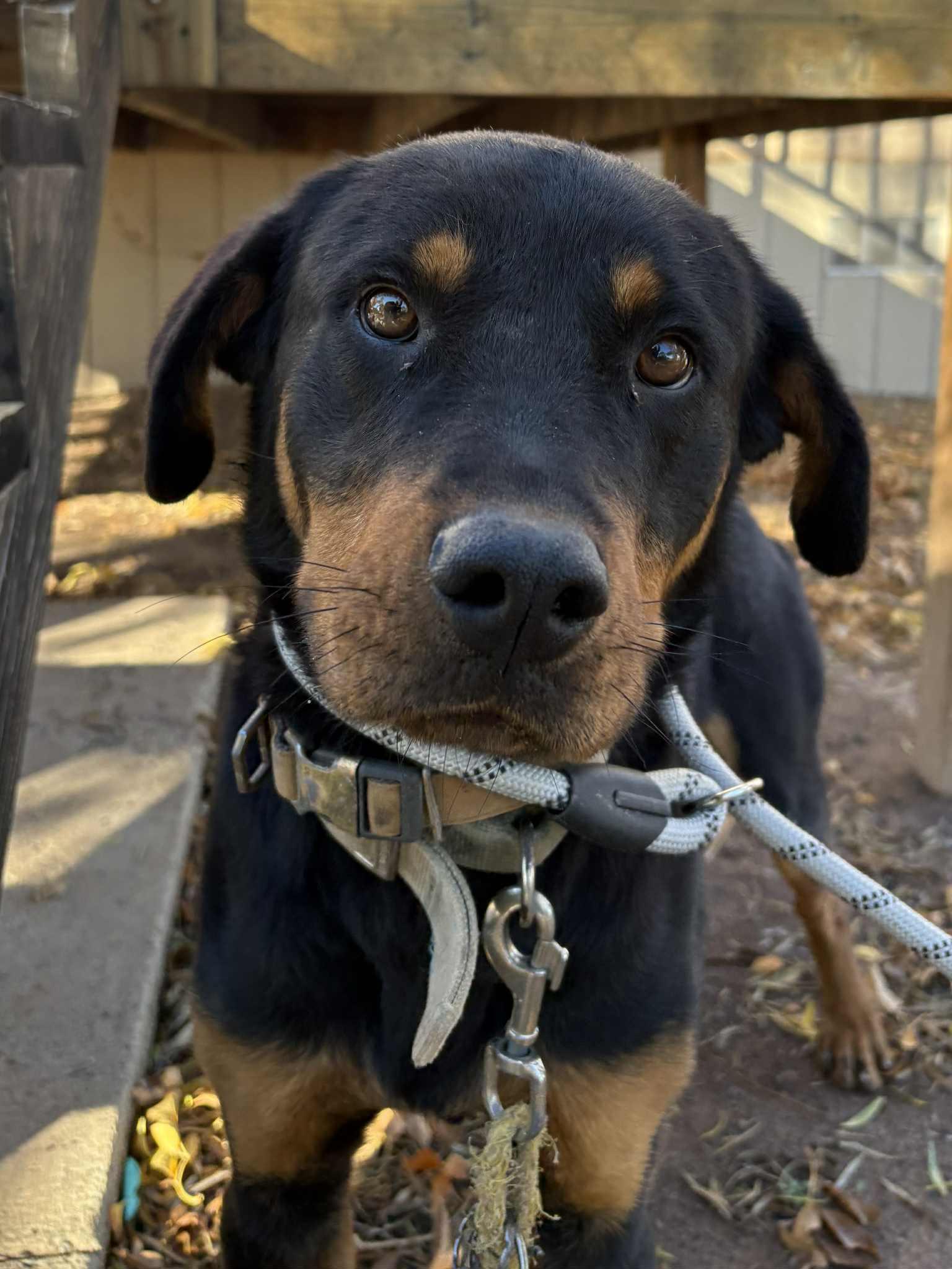 Rusty, ADOPTABLE, Adult Male Rottweiler.
