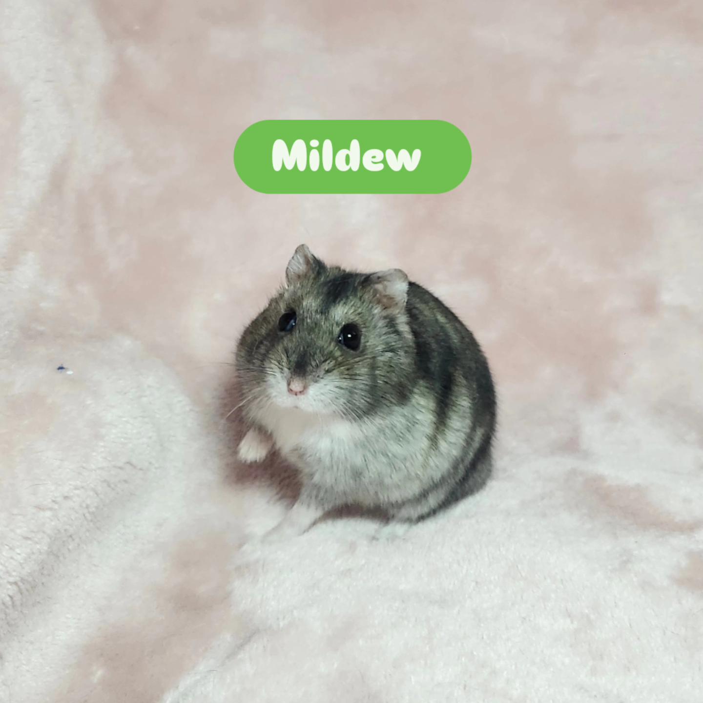 Mildew, a ADOPTABLE Hamster in West Chester, OH image 1/5