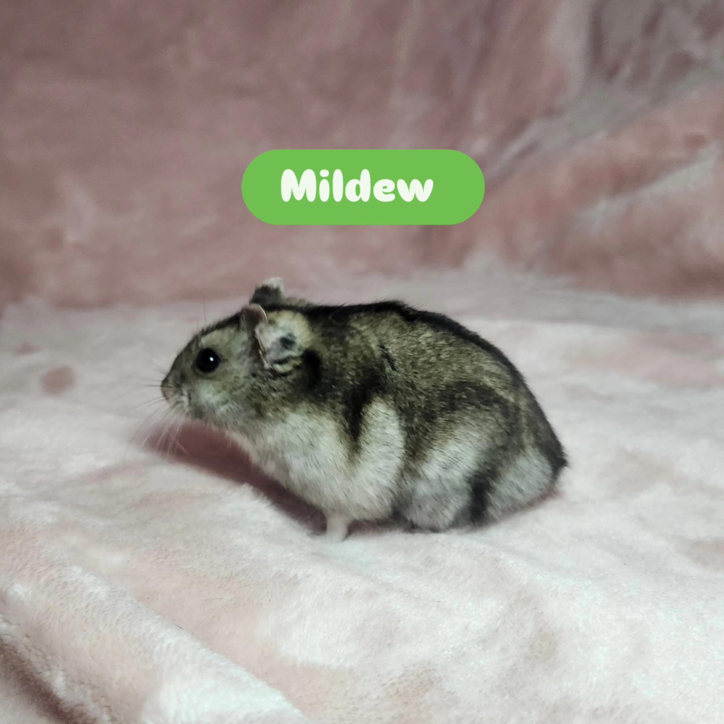 Mildew, a ADOPTABLE Hamster in West Chester, OH image 4/5