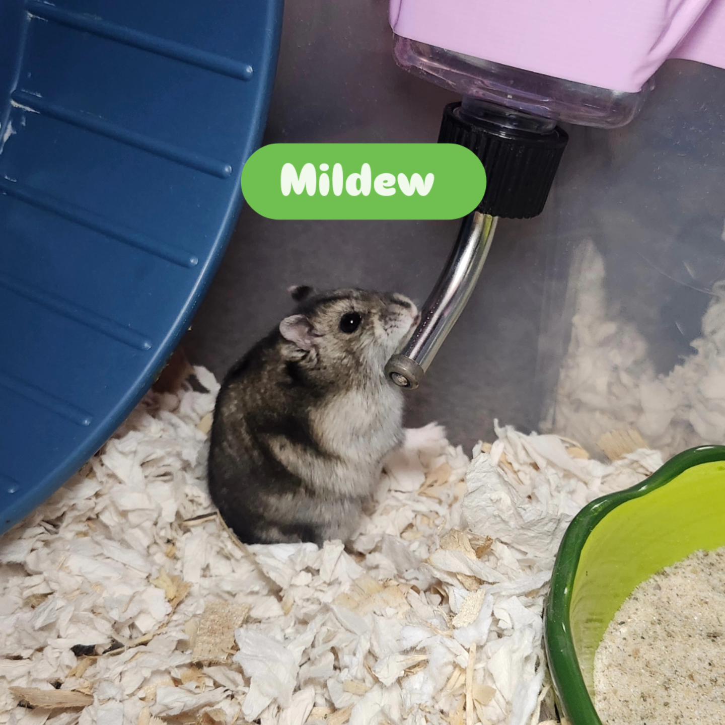 Mildew, a ADOPTABLE Hamster in West Chester, OH image 2/5